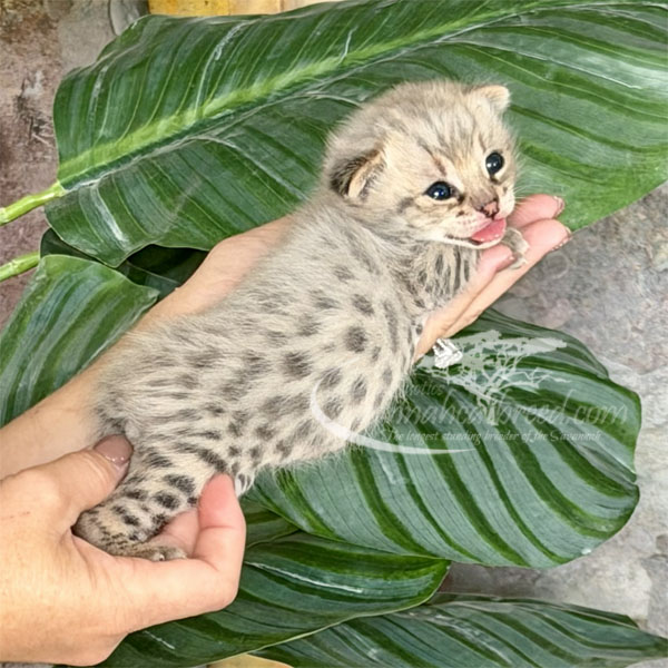 E3-2 F1 kitten for sale