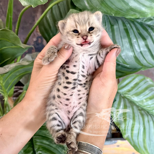 E3-3 F1 kitten for sale