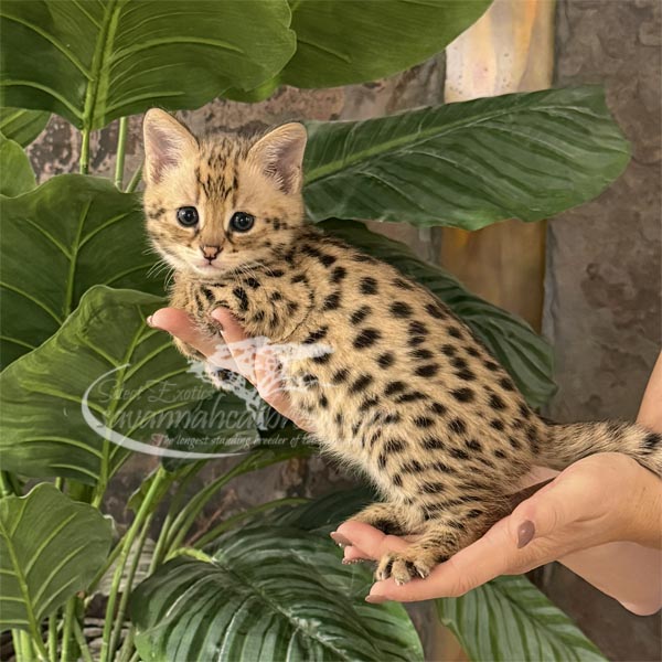 A3-1 F1 kitten for sale