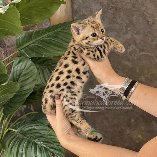 A3-2 F1 kitten for sale