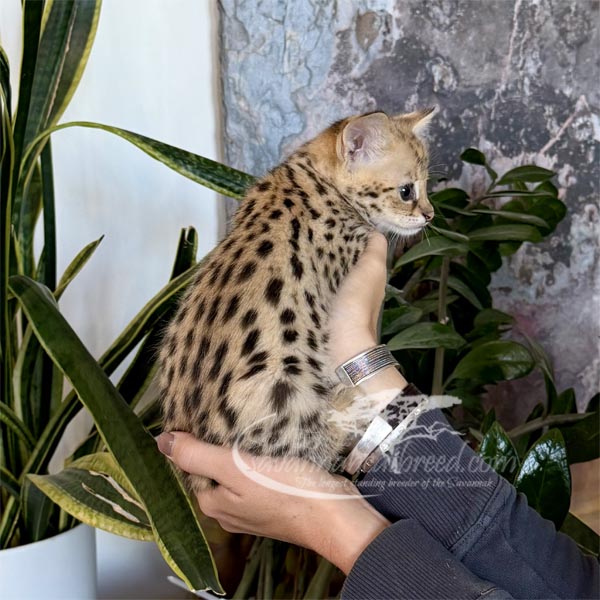F1fe-1 F1 kitten for sale