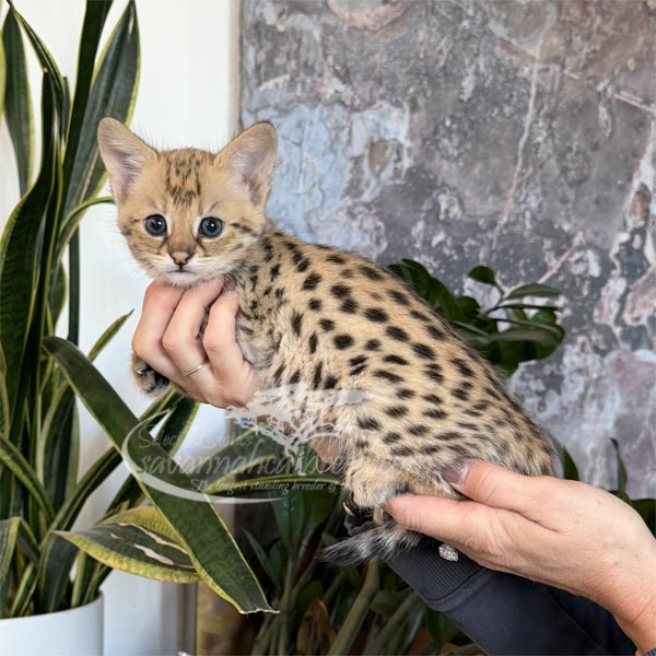 F1fe-2 F1 kitten for sale