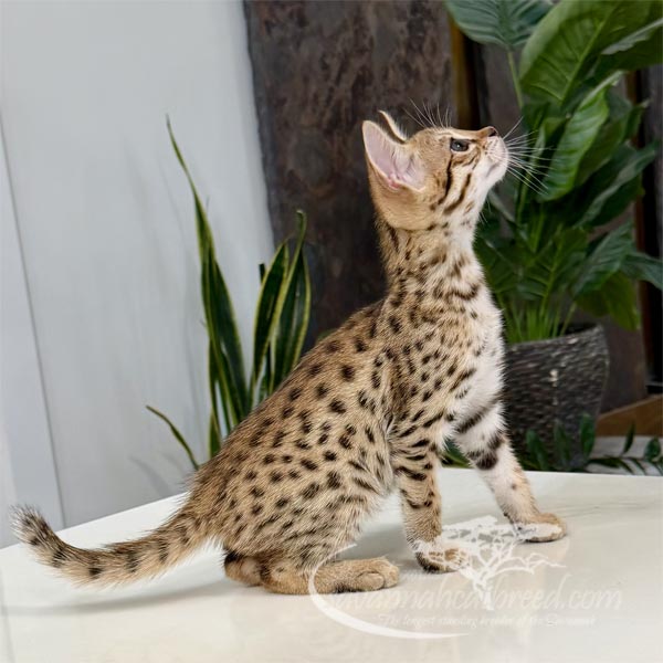 J1-1 F3 kitten for sale