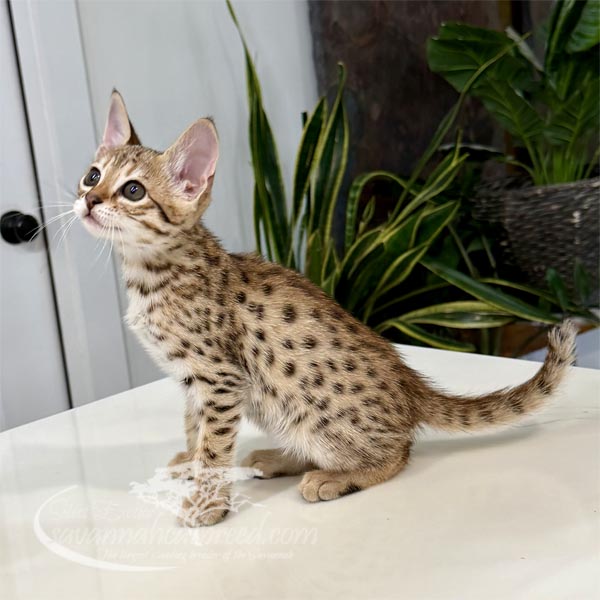 J1-2 F3 kitten for sale