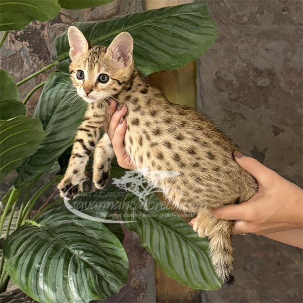 J2-1 F3 kitten for sale