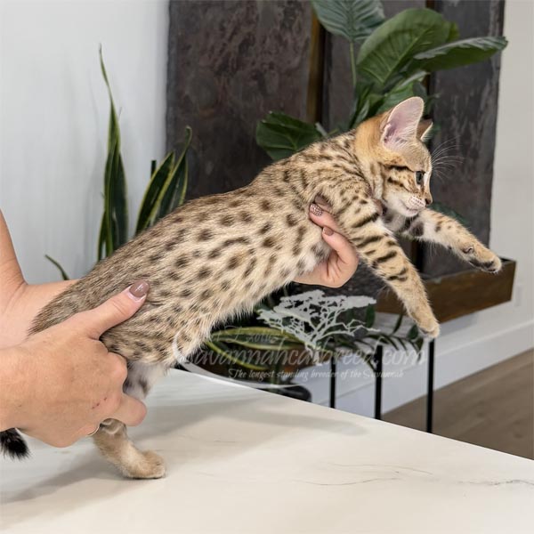 J2-5 F3 kitten for sale