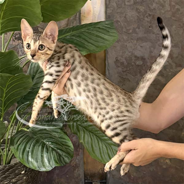 Jun2-1 F3 kitten for sale