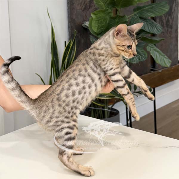 Jun2-3 F3 kitten for sale
