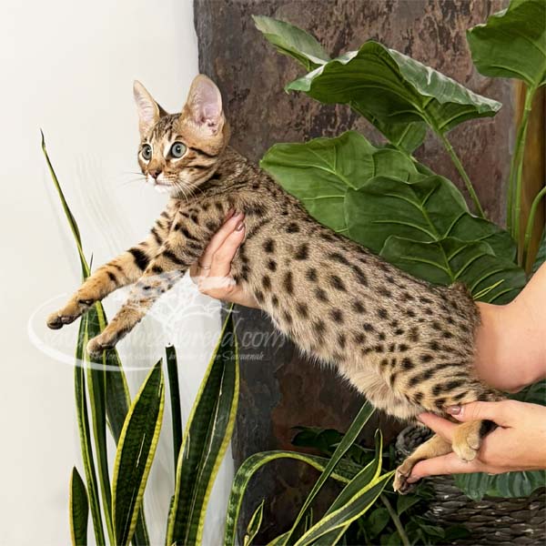 Jun4-1 F3 kitten for sale