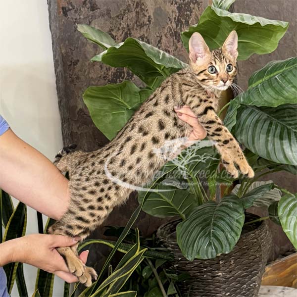 Jun4-3 f3 savannah kitten for sale