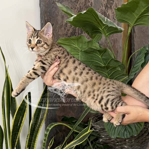 P1-1 F3 kitten for sale