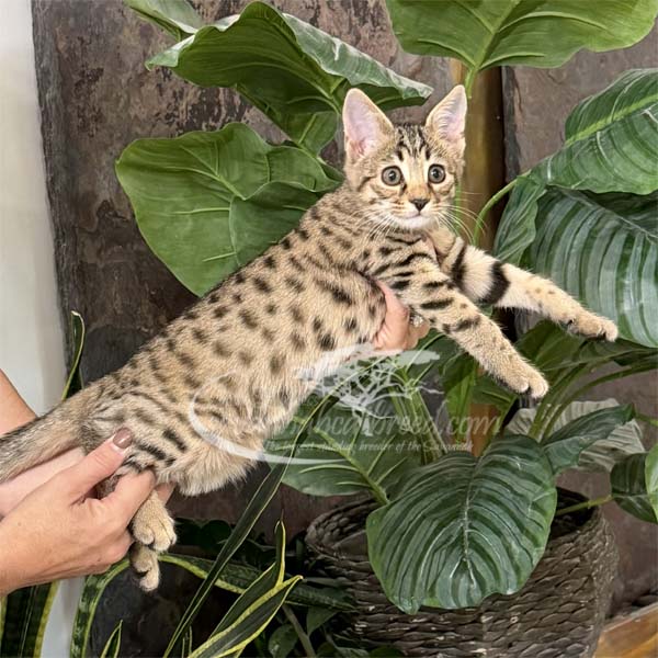 P1-2 F3 kitten for sale